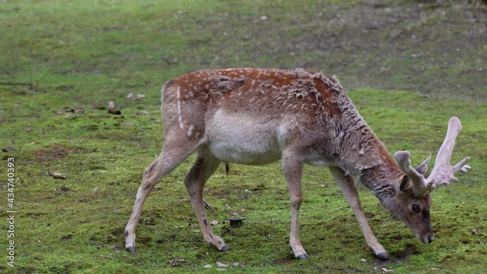 The fallow deer, Dama mesopotamica is a ruminant mammal belonging to the family Cervidae. The fallow deer, Dama mesopotamica is a ruminant mammal belonging to the family Cervidae.