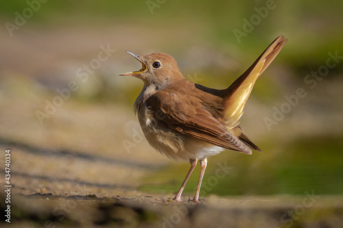 Quadro su tela Common Nightingale singing in natural habitat