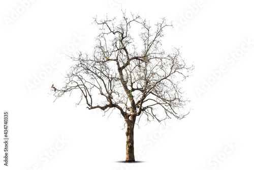 Single old and dead tree isolated on white background.