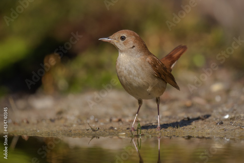 Common Nightingale in natural habitat