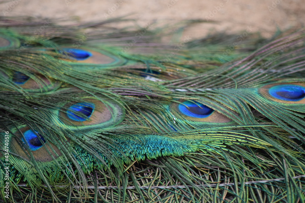 Obraz premium Peacock Feathers
