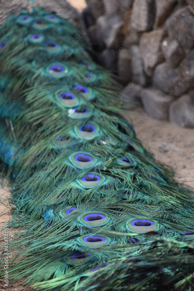 Fototapeta premium Peacock