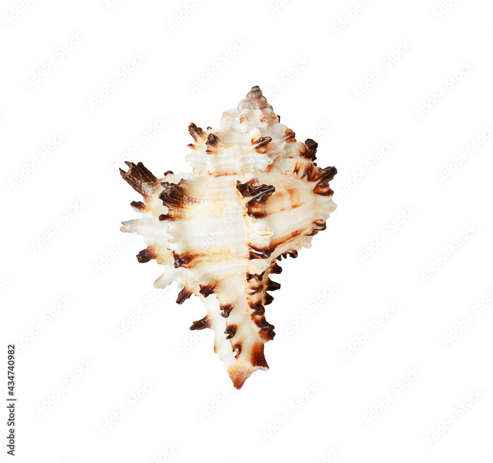 Seashell isolated on white background. Murex Shell. Seashell isolated on white background. Murex Shell.