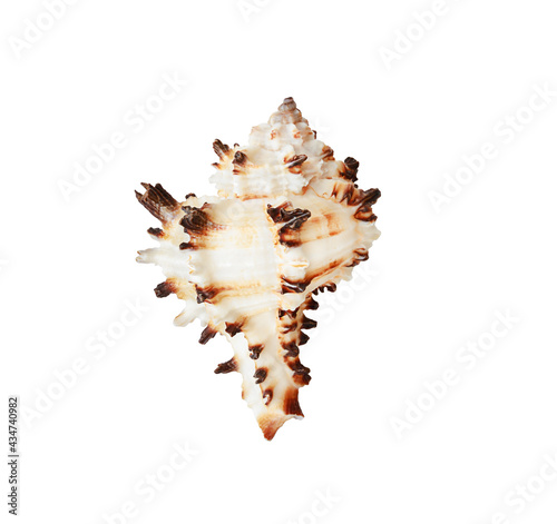 Seashell isolated on white background. Murex Shell. 