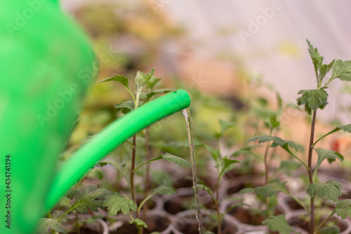 Wallpaper Mural Seedlings.Young seedlings are watered from a watering can. Torontodigital.ca