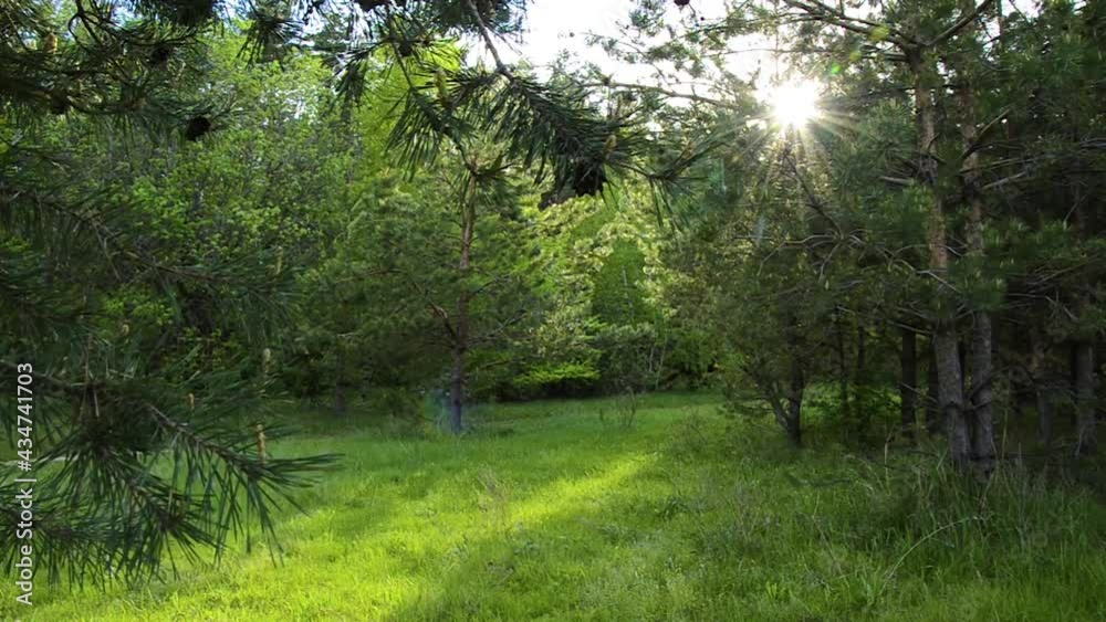 Summer glade in the forest with pine trees and sun Summer glade in the forest with pine trees and sun