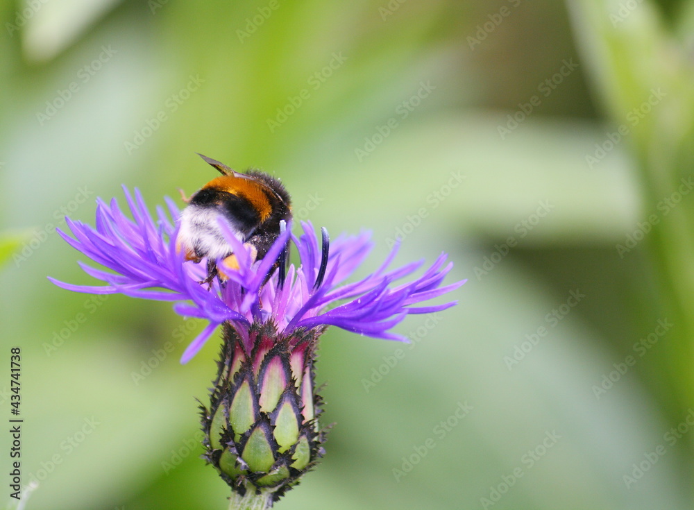 Close-up of a White-tailed bumblebee (Bombus lucorum) gathering pollen and nectar from a blue-purple cornflower Close-up of a White-tailed bumblebee (Bombus lucorum) gathering pollen and nectar from a blue-purple cornflower