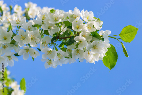 A wild apple tree blooms on a sunny day against a blue sky background. Macro photography.