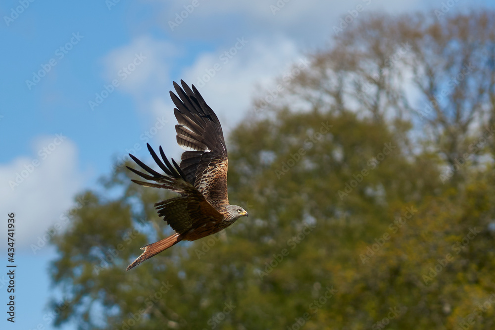 Obraz premium Red Kite (Milvus milvus) flying against the lush green countryside of Wales in the United Kingdom. 