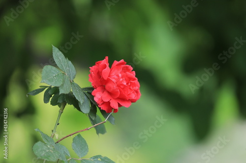 Photography red rose at Seoul forest