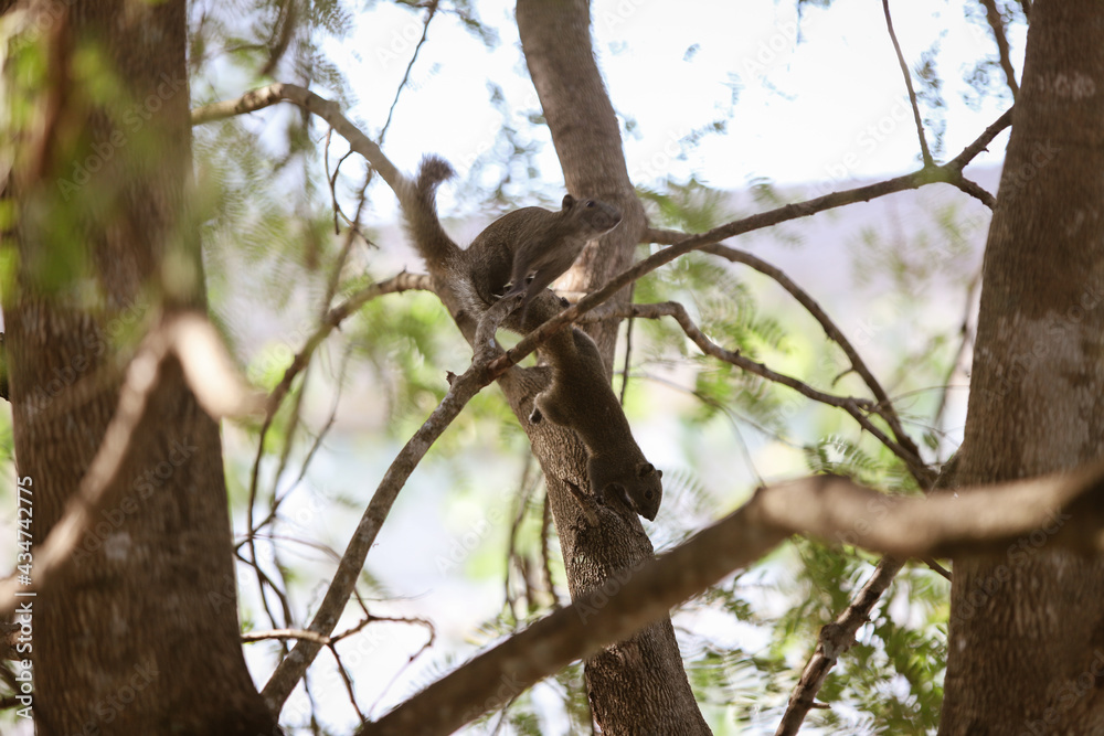 Fototapeta premium Squirrel (Callosciurus erythraeus), Multiple mammal on branch