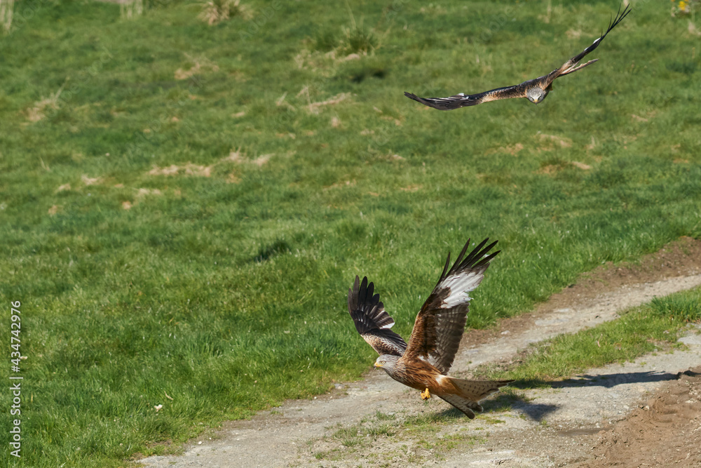 Red Kite (Milvus milvus) flying low to pick up food at Gigrin Farm in Wales, United Kingdom. Red Kite (Milvus milvus) flying low to pick up food at Gigrin Farm in Wales, United Kingdom.