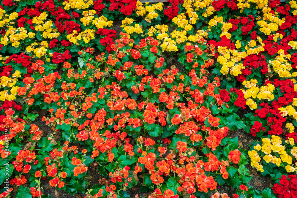 Coloful flowers at English garden.