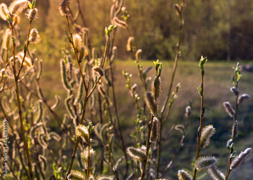 Flowering willow branches in springtime at sunset. Flowering willow branches in springtime at sunset.