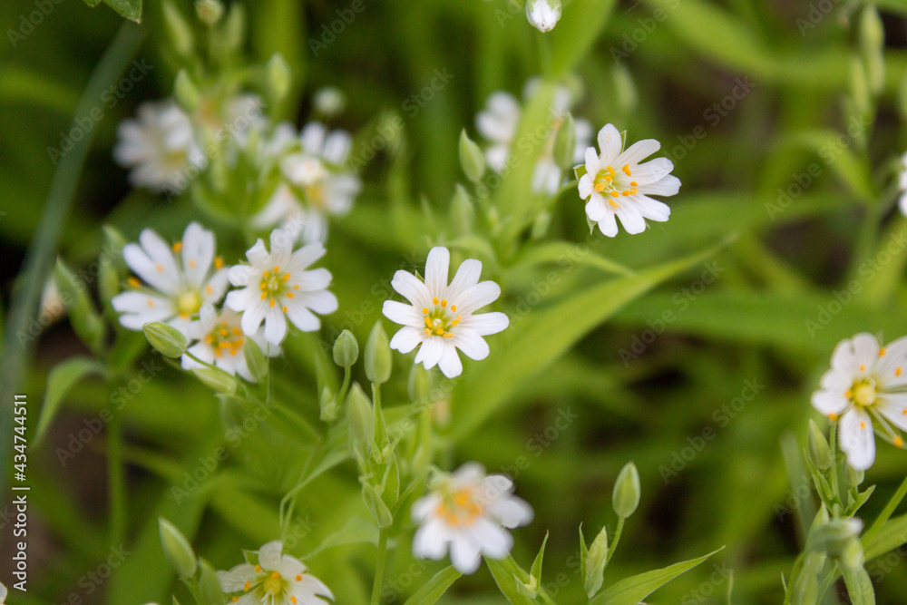 White spring wildflowers. A bright blooming field. White spring wildflowers. A bright blooming field.