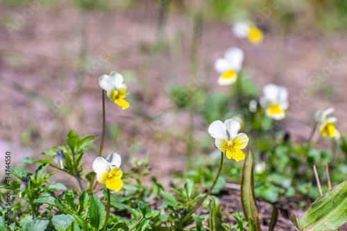 Wild pansies in the forest