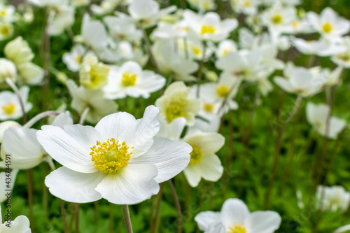 Several white flowers