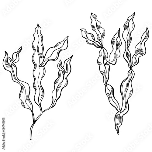 Edible  algae. Phyllophora nervosa.  Vector  illustration.