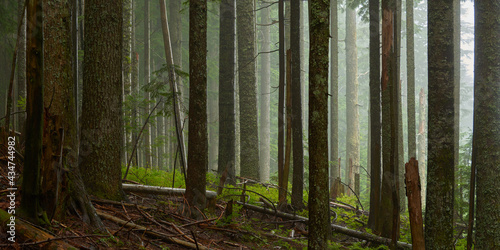 Panorama of the foggy moody wet forest on a rainy day.