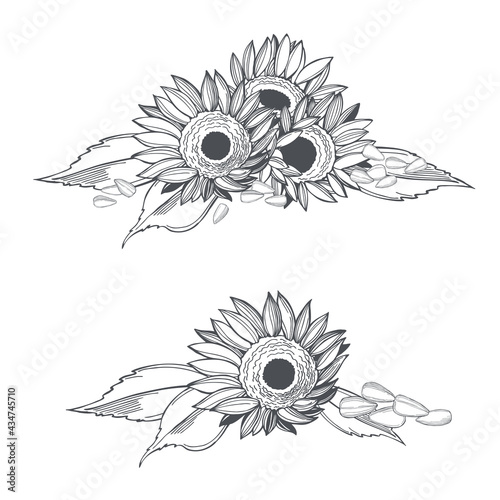 Sunflower. Flowers and seeds. Vector illustration