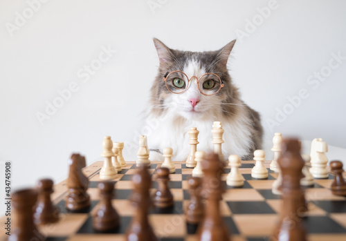 A gray cat with round glasses sits near the chessboard. The animal is playing a smart board game. Pets and the culture of botanists
