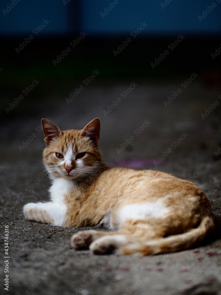 Ginger cat lies on the ground, summer background Ginger cat lies on the ground, summer background