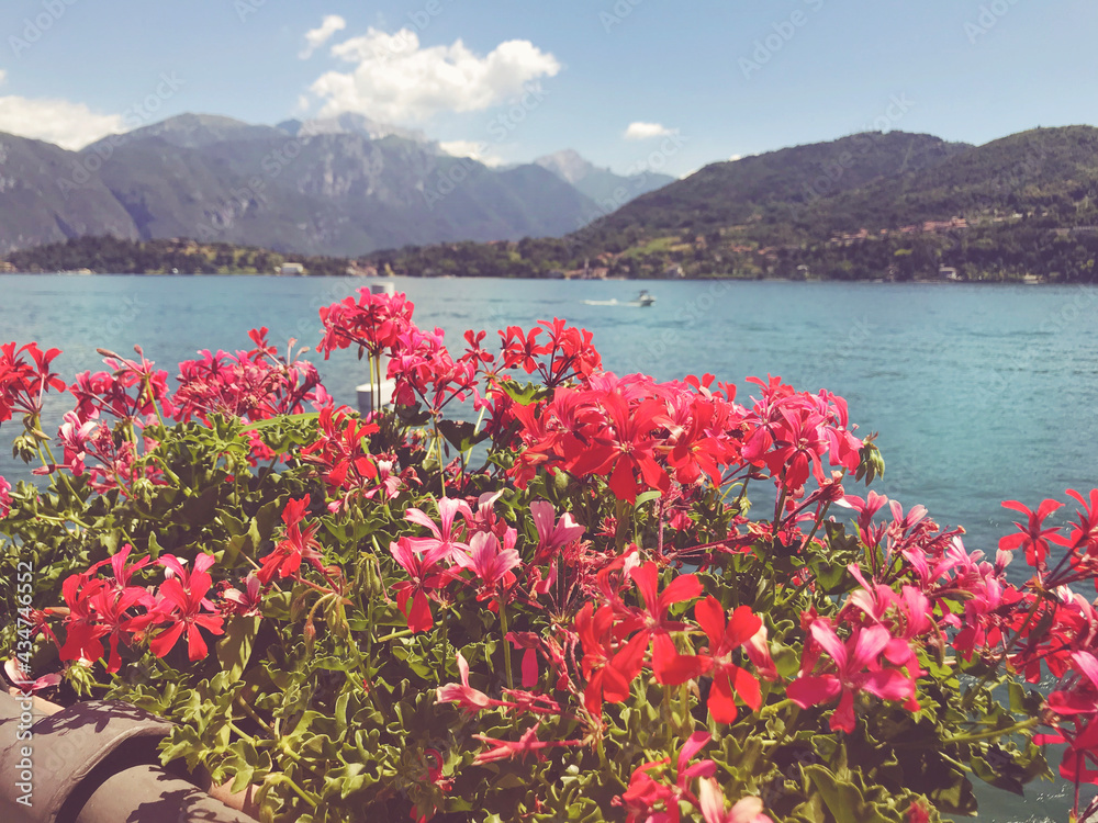 Red Geranium Flowers on a Lake and Mountains Background