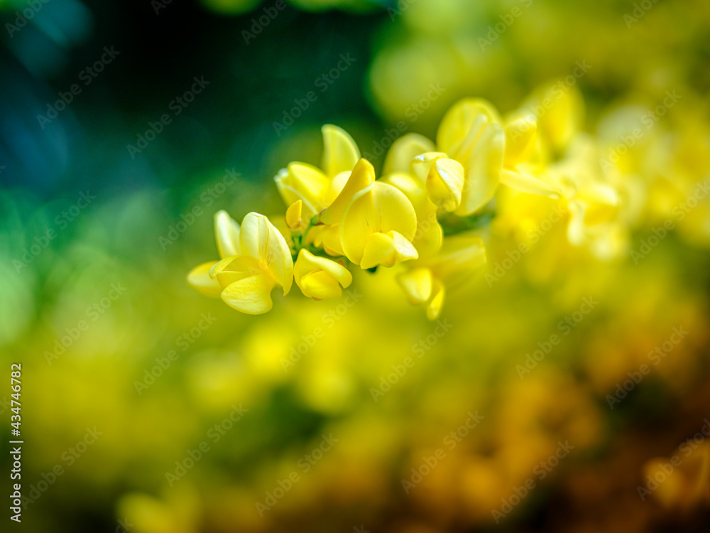Yellow Scotch Broom Wildflower Close-up on Soft Green and Golden Background in the Garden Yellow Scotch Broom Wildflower Close-up on Soft Green and Golden Background in the Garden
