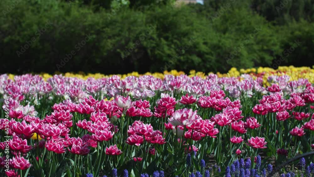 Pink, white and yellow tulips in Ottawa, Ontario, Canada at the tulip festival. Pink, white and yellow tulips in Ottawa, Ontario, Canada at the tulip festival.