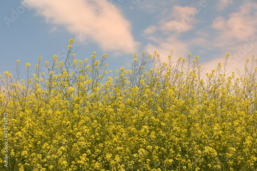 Rapeseed field and blue Sky in spring photo
