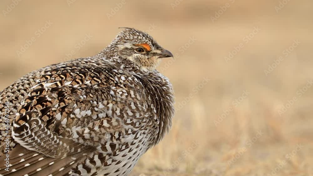 Extreme close up of Sharp-tailed grouse resting in the field, shallow DOF Extreme close up of Sharp-tailed grouse resting in the field, shallow DOF