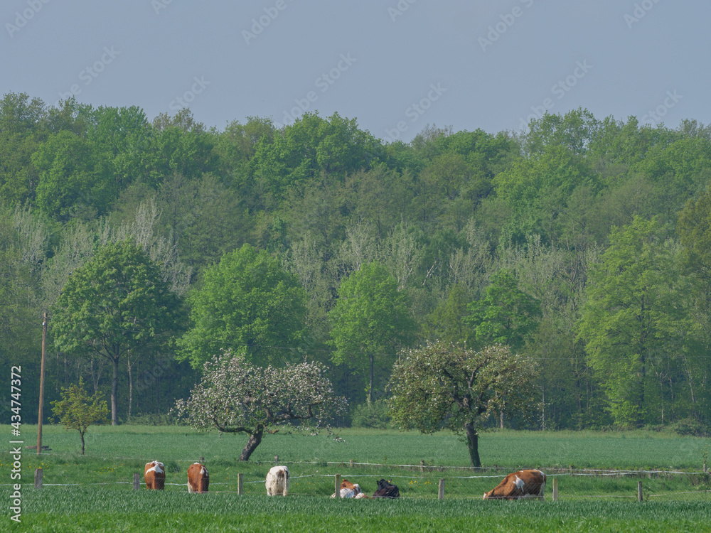 Kühe auf der Weide im Münsterland