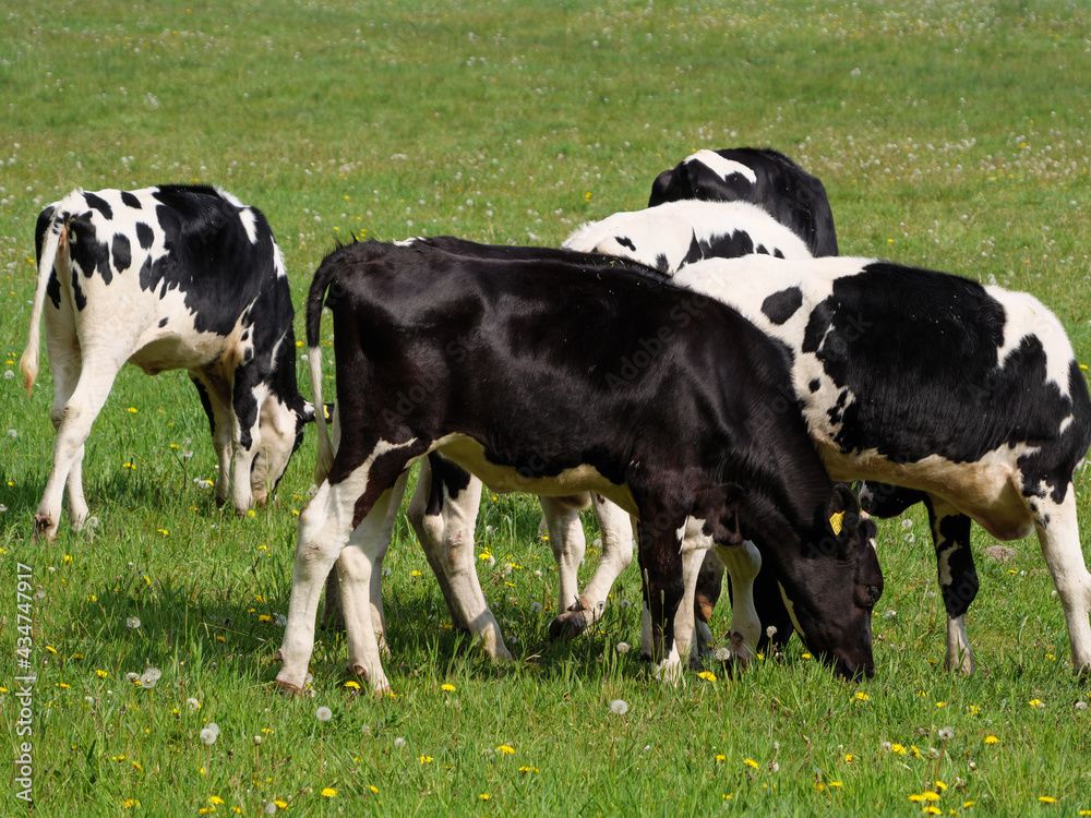 Kühe auf der Weide im Münsterland
