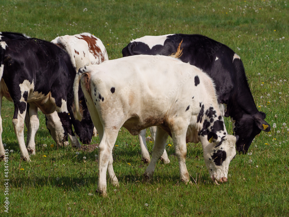 Kühe auf der Weide im Münsterland