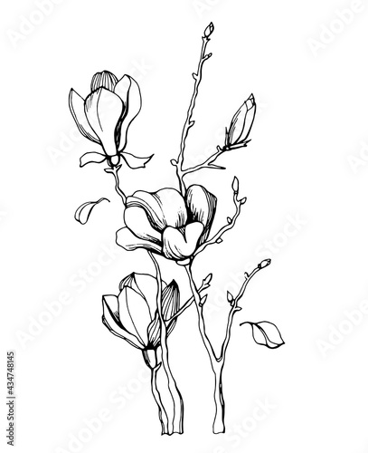 Magnolia flower, magnolia tree branch. Vector image, black line