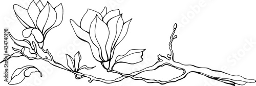 Fototapeta Magnolia flower, magnolia tree branch. Vector image, black line