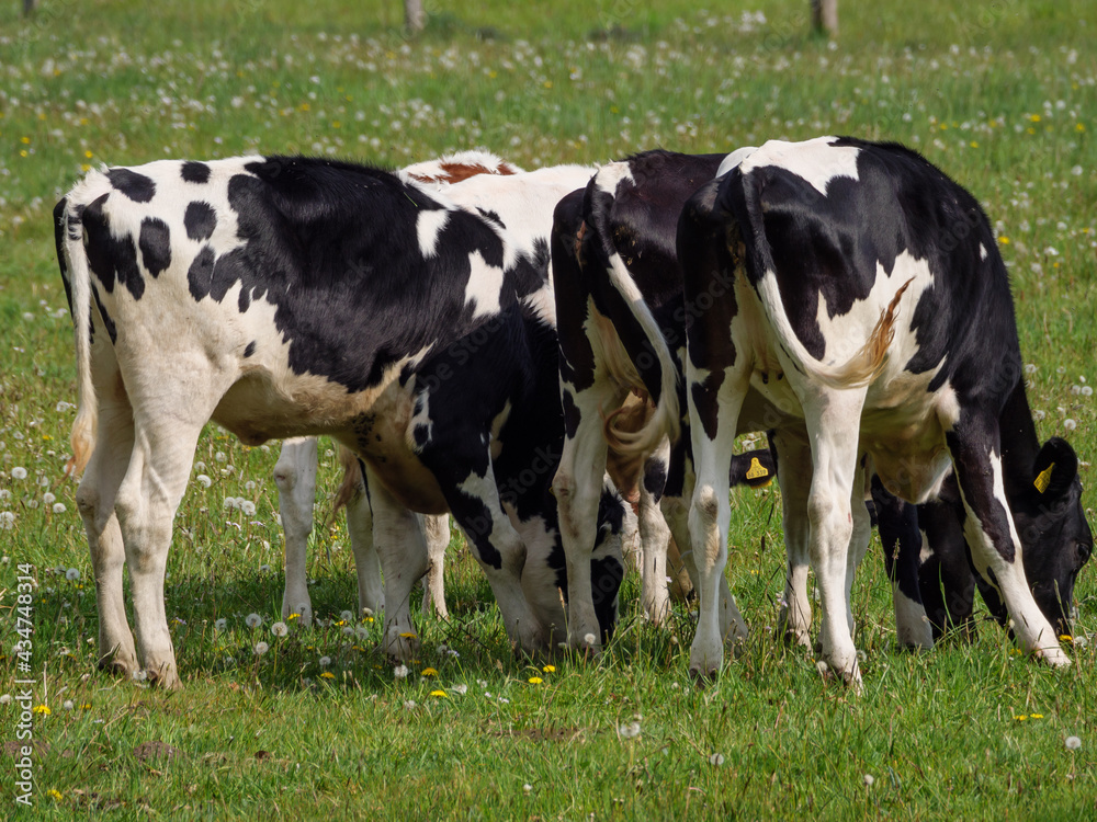 Kühe auf der Weide im Münsterland