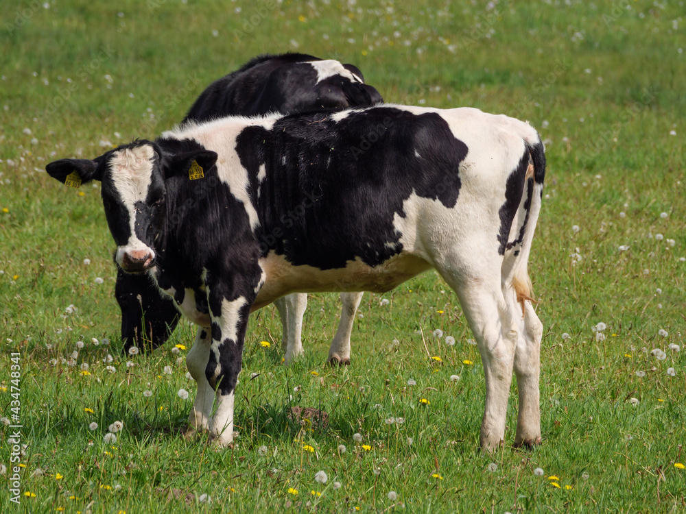 Kühe auf der Weide im Münsterland Kühe auf der Weide im Münsterland