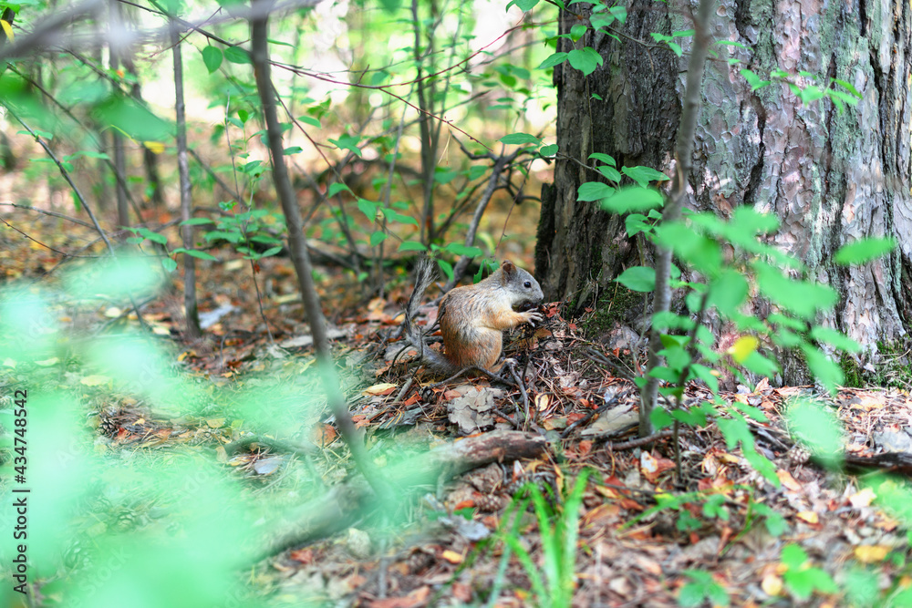Squirrel sits on the ground in the forest in summer at daytime .