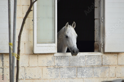 Horse