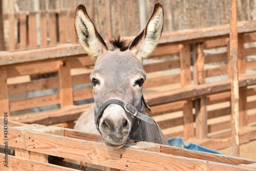 Donkey