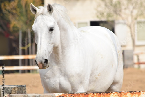 White Horse