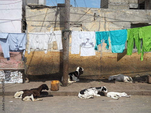Du linge qui sèche et des moutons dans la rue à Saint Louis du Sénégal