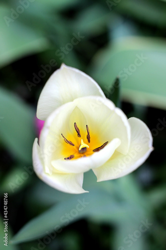 Closeup photo of white blooming tulip