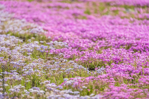 カラフルで綺麗な瑞々しい芝桜