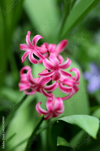 Blooming purple hyacinth flower
