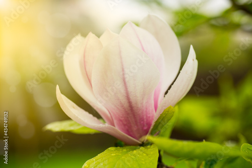 one pink flower on a branch of blooming magnolia close-up