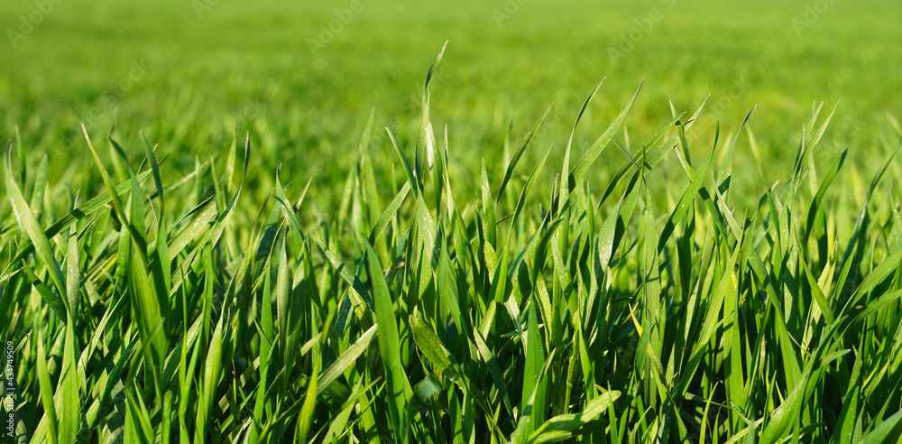 Obraz premium Fresh green grass background in sunny spring day. Lush green grass meadow background.