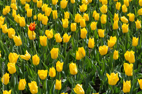 tulips