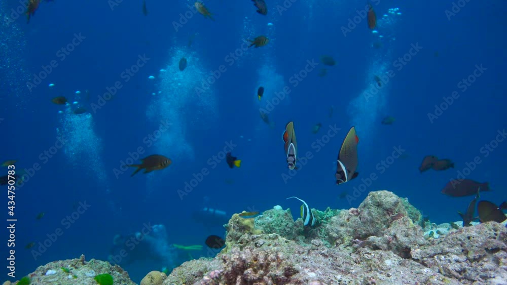 Exciting diving on the reefs of the Maldives Exciting diving on the reefs of the Maldives